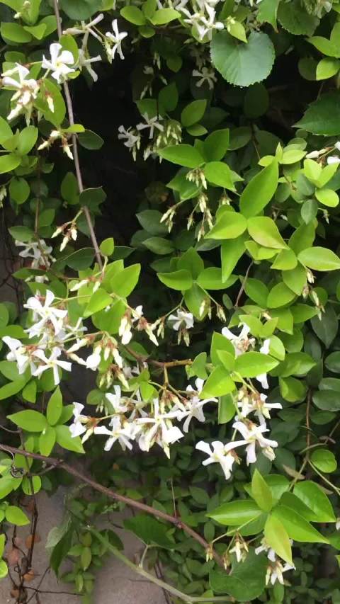花藤名字在线生成器花藤之名-第1张图片