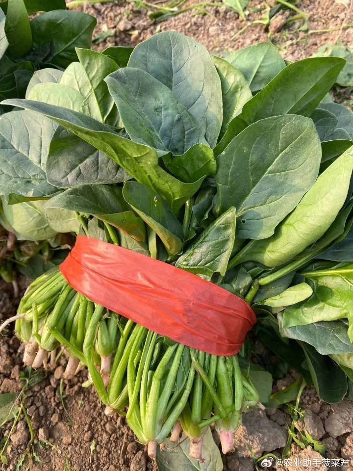 菠菜网络词什么意思菠菜网HAOBC，引领绿色生活的新窗口-第2张图片