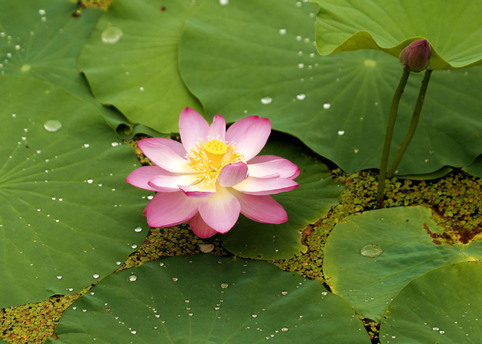 出水芙蓉什么意思出水芙蓉，美的象征与寓意-第1张图片