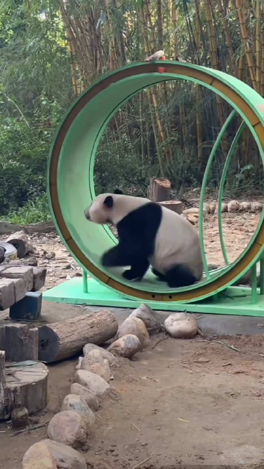 跑酷熊猫酷跑跑酷熊猫，独特的魅力与挑战-第3张图片