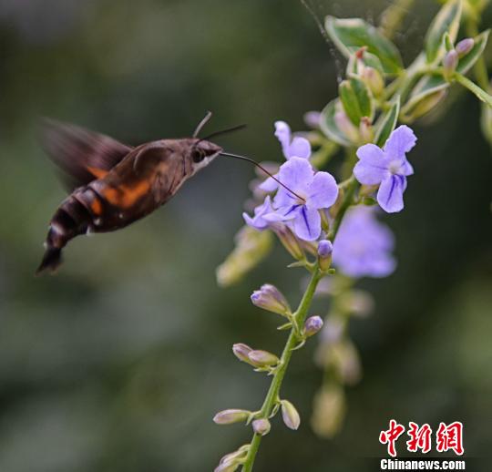 广东鹰坛广东鹰坛，传统与现代的交汇之地-第2张图片